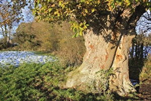 Boles Prints: Common Oak (Quercus robur) ancient tree