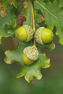 S Eed Prints: Common Oak (Quercus robur) close-up of acorns, England, september