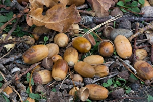 S Eed Prints: Common Oak (Quercus robur) close-up of fallen acorns, West Sussex, England, october