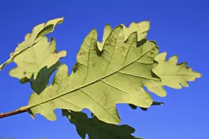Oaks Prints: Common Oak (Quercus robur) close-up of leaf underside