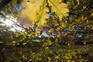 Colour Prints: Common Oak (Quercus robur) close-up of leaves