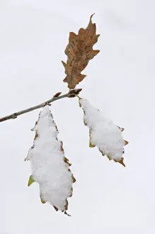 Oaks Prints: Common Oak (Quercus robur) close-up of snow covered leaves, Kent, England, december