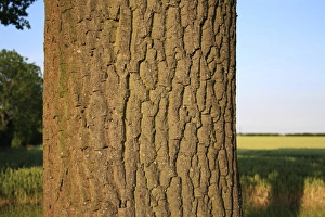 Oaks Prints: Common Oak (Quercus robur) close-up of trunk