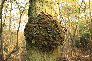 Boles Prints: Common Oak (Quercus robur) close-up of trunk with burr