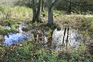 Damp Prints: Common Oak (Quercus robur) and Common Alder (Alnus glutinosa) growing in alder carr wet woodland habitat