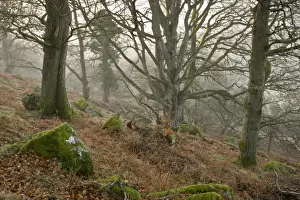 Slopes Prints: Common Oak (Quercus robur) and Common Beech (Fagus sylvatica) ancient woodland habitat in mist