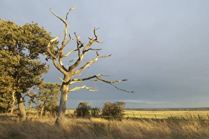 Oaks Prints: Common Oak (Quercus robur) dead tree