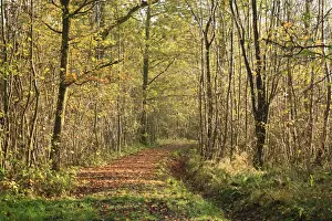 Quercus Prints: Common Oak (Quercus robur) and European Hornbeam (Carpinus betulus) ancient woodland habitat with path