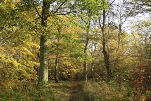 Common Oak (Quercus robur) and European Hornbeam (Carpinus betulus) ancient woodland habitat with path