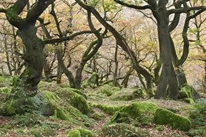 Oaks Prints: Common Oak (Quercus robur) growing in rocky woodland habitat