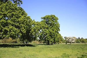 Estates Prints: Common Oak (Quercus robur) habit
