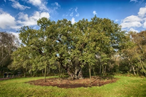 Oaks Prints: Common Oak (Quercus robur) Major Oak ancient tree