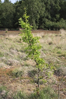 Quercus Prints: Common Oak (Quercus robur) sapling