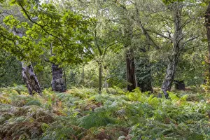 Common Oak (Quercus robur) with Silver Birch (Betula pendula) and bracken, growing in deciduous woodland habitat