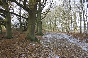 Oaks Prints: Common Oak (Quercus robur) and Silver Birch (Betula pendula) woodland habitat in snow