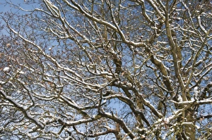 Oaks Prints: Common Oak (Quercus robur) snow covered branches, Kent, England, december