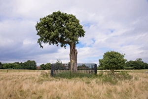 Storm Prints: Common Oak (Quercus robur) Son of Royal Oak