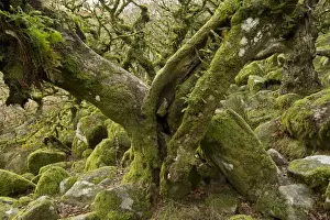 Common Oak (Quercus robur) stunted trees with epiphytic ferns, with moss covered boulders in understory of moorland