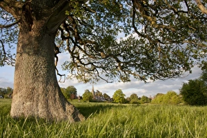 Sussex Prints: Common Oak (Quercus robur) trunk and branches