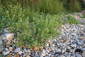 Pebbles Prints: Common Orache (Atriplex patula) growing on pebbles at edge of beach at dawn