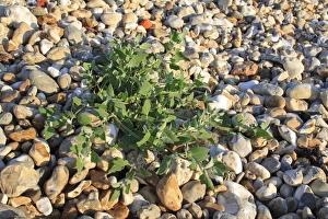 Pebbles Prints: Common Orache (Atriplex patula) leaves