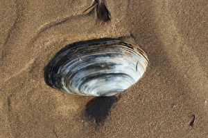 Sandy Prints: Common Otter Shell (Lutraria lutraria) empty shell