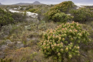 Cape Prints: Common Pagoda (Mimetes cucullatus) flowering, in fynbos habitat, Table Mountain N. P