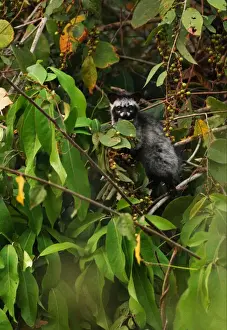 Kaeng Krachan Prints: Common Palm Civet (Paradoxurus hermaphroditus) adult