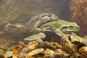 Common Parsley Frog (Pelodytes punctatus) and Stripeless Treefrog (Hyla meridionalis) two adult males, in amplexus underwater, Italy, march