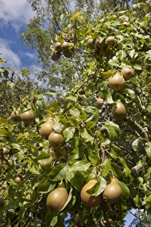 Common Pear (Pyrus communis) Conference, fruit growing on tree, England, October