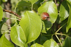 Pears Prints: Common Pear (Pyrus communis) Conference