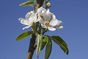 Pears Prints: Common Pear (Pyrus communis) Doyenne du Comice