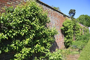Pears Prints: Common Pear (Pyrus communis) espalier