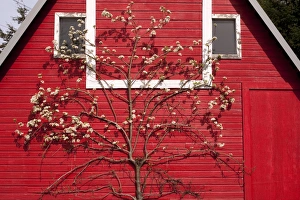 Pears Prints: Common Pear (Pyrus communis) flowering