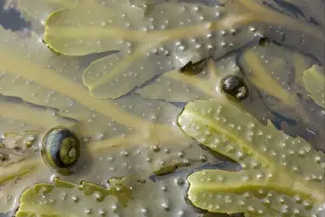 Orkney Prints: Common Periwinkle (Littorina littorea) on Toothed Wrack (Fucus serratus) in tide pool