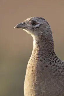 Common Pheasant (Phasianus colchicus) adult female, close up of head and breast, West Yorkshire, England, March