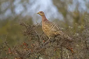 Common Pheasant (Phasianus colchicus) adult female, feeding on Sea Buckthorn (Hippophae rhamnoides) berries, Norfolk, England, december