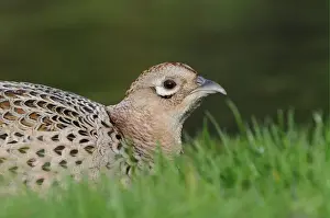 Common Pheasant (Phasianus colchicus) adult female, close-up of head, hiding in grass, Oxfordshire, England, april