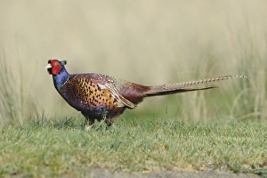 Common Pheasant (Phasianus colchicus) adult male, walking on grass, Texel, West Frisian Islands, Wadden Sea