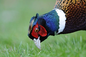 Ring Necked Prints: Common Pheasant (Phasianus colchicus) adult male