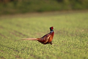 Common Pheasant (Phasianus colchicus) adult male, walking in crop field, Berwickshire, Scottish Borders, Scotland, may