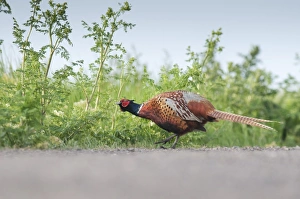 Common Pheasant (Phasianus colchicus) adult male, feeding on vegetation beside track, North Kent Marshes, Isle of Sheppey, Kent, England, may