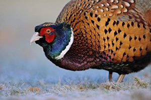 Common Pheasant (Phasianus colchicus) adult male, close-up of head and chest, standing on frosty ground, Oxfordshire, England, january