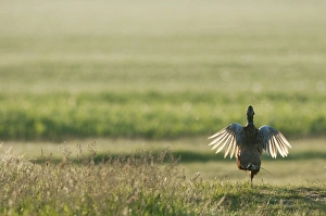 Common Pheasant (Phasianus colchicus) adult male, displaying, backlit at dawn, North Kent Marshes, Isle of Sheppey, Kent, England, may
