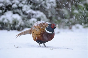 Common Pheasant (Phasianus colchicus) adult male, standing in snow during snowfall, Oxfordshire, England, december