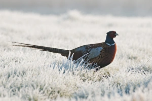 Common Pheasant (Phasianus colchicus) adult male, walking on frost covered grass, North Kent Marshes, Isle of Sheppey, Kent, England, march