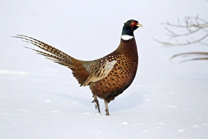 Common Pheasant (Phasianus colchicus) adult male, walking in snow, Midlands, England, december