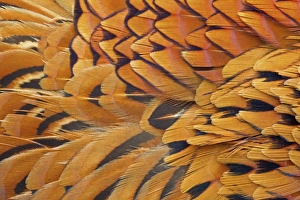 Common Pheasant (Phasianus colchicus) adult male, close-up of feathers, Berwickshire, Scottish Borders, Scotland, march
