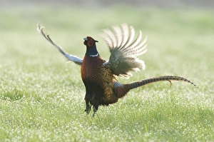 Common Pheasant (Phasianus colchicus) adult male, displaying in dew covered grass, North Kent Marshes, Isle of Sheppey, Kent, England, april