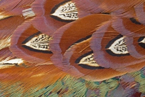 Common Pheasant (Phasianus colchicus) adult male, close-up of feathers, Berwickshire, Scottish Borders, Scotland, march